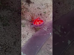 वाह! मनोरंजन पार्क में कितने सुंदर लैंप हैं!